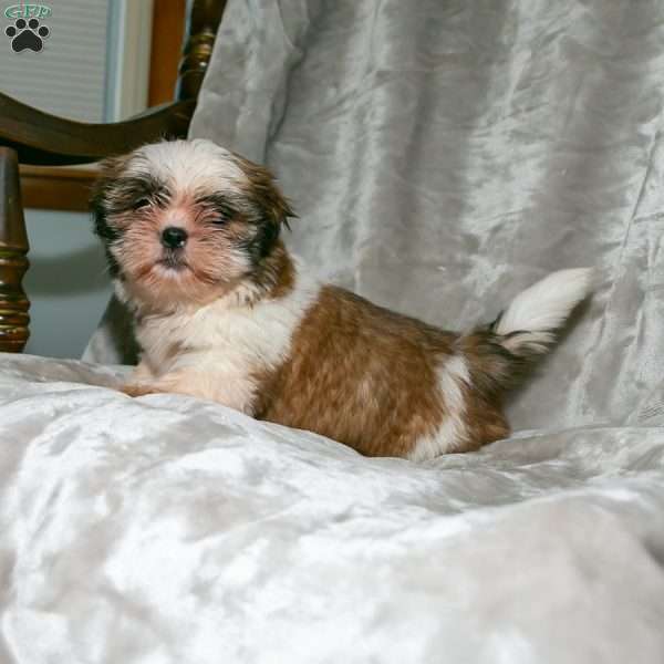 Sweetie Pie, Shih Tzu Puppy